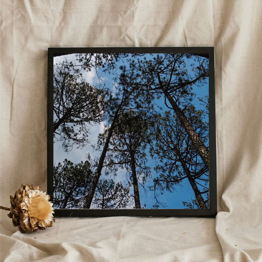 Pine Tree Canopy Blue Sky