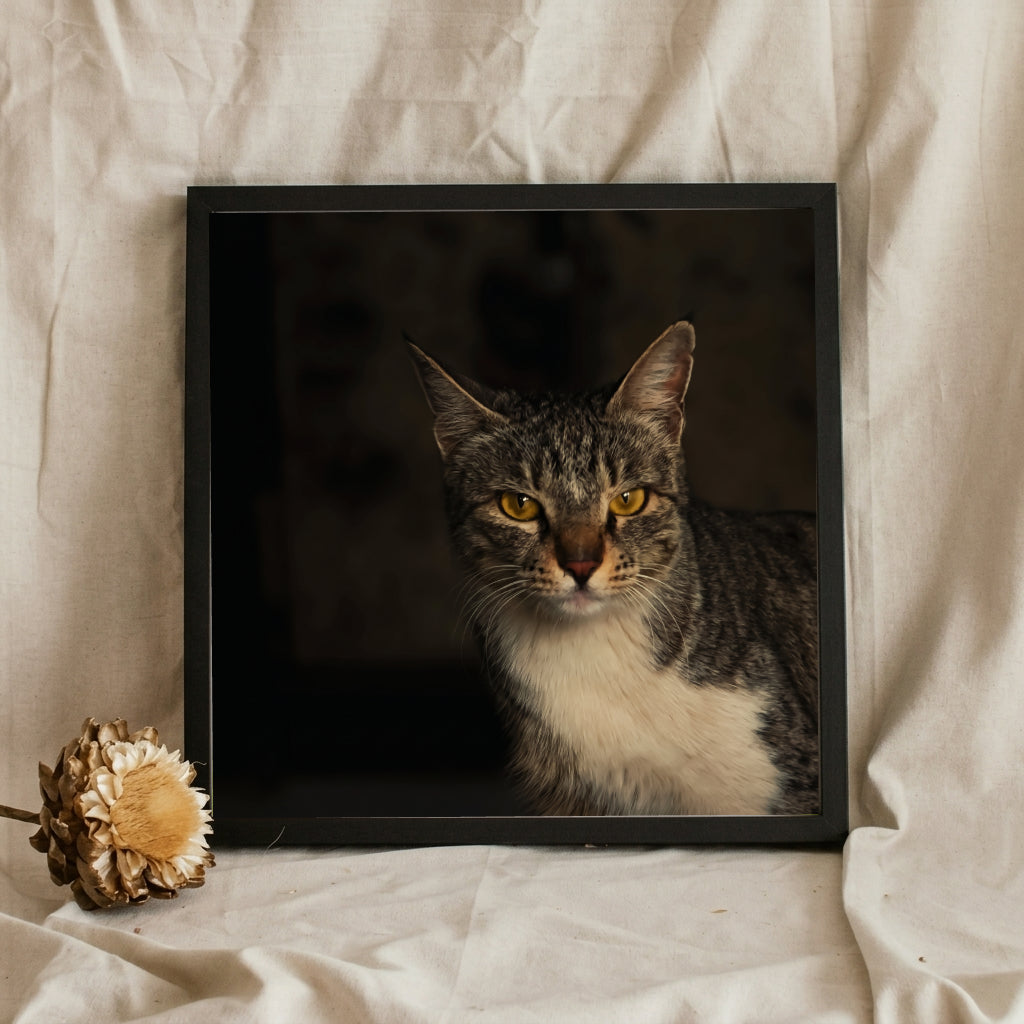 Moody Tabby Cat Portrait