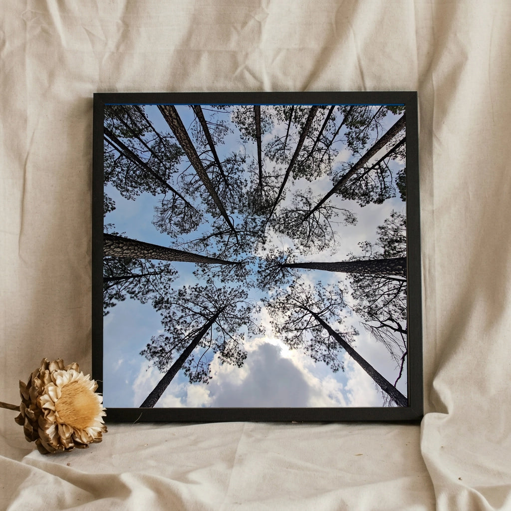 Pine Forest Canopy Overhead