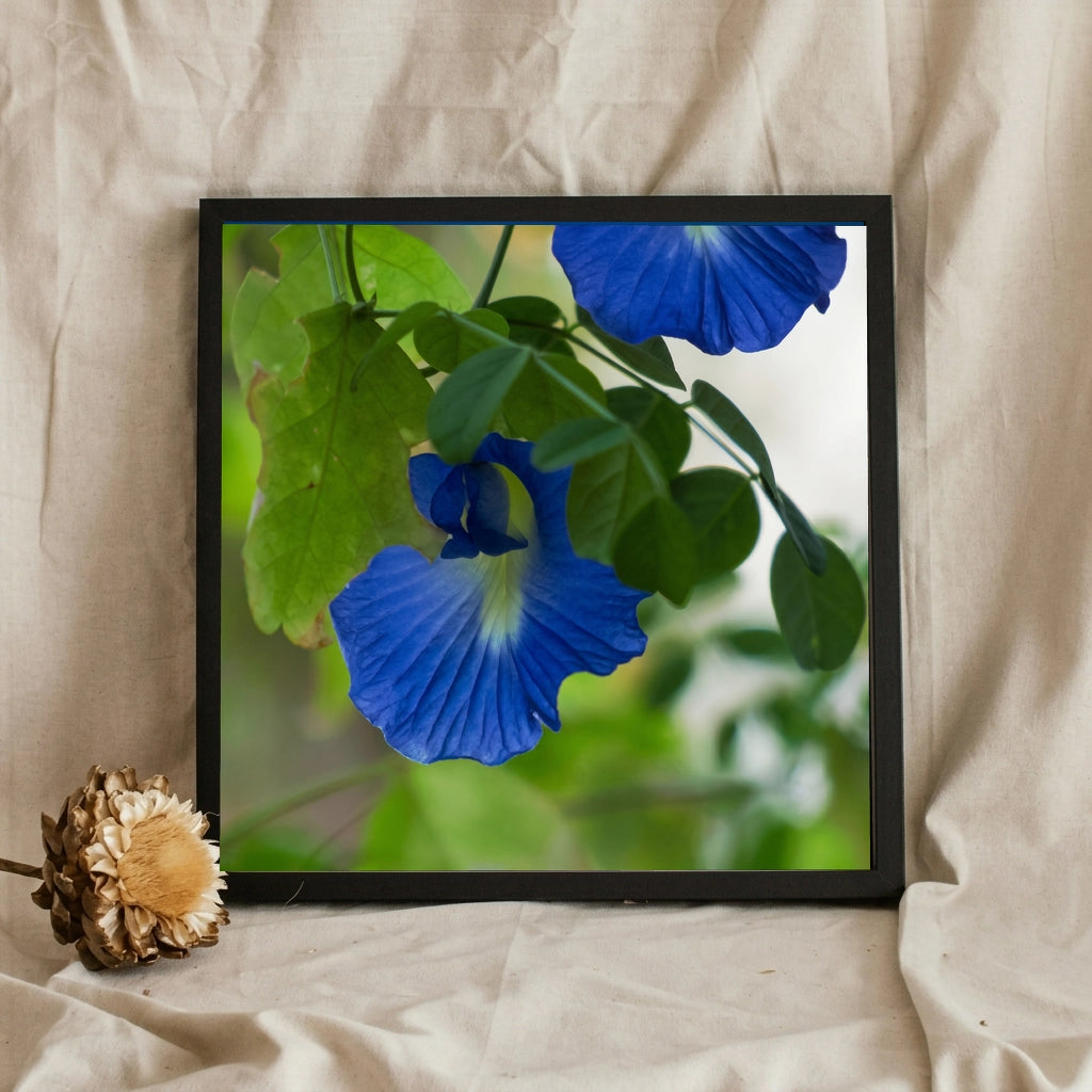 Blue Butterfly Pea Flowers