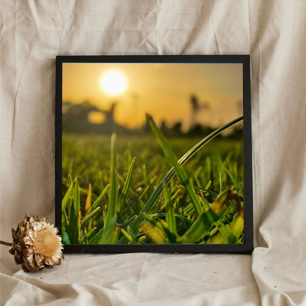 Sunset Through Green Grass