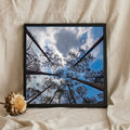 Looking Up Through Pine Trees