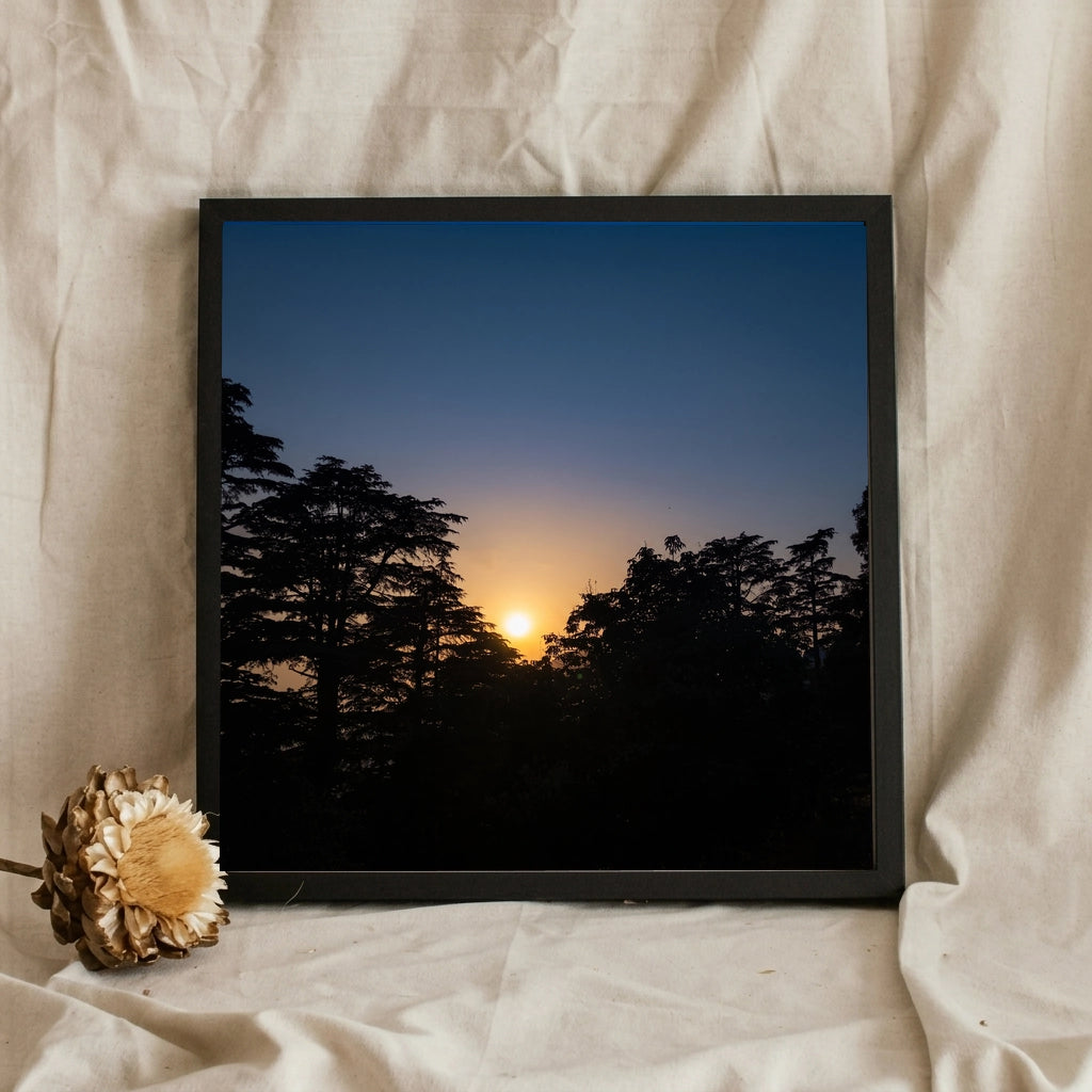 Sunset Behind Pine Trees