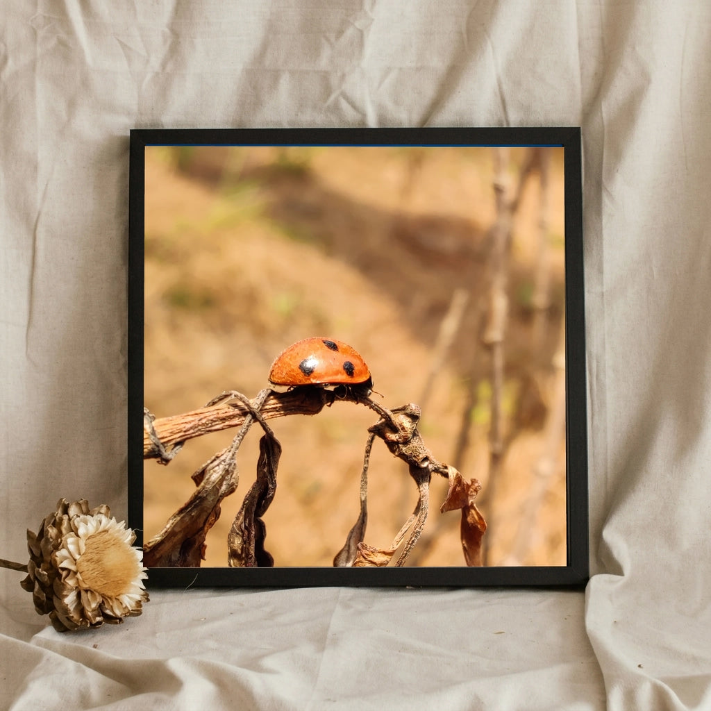 Ladybug on a Dry Twig Macro