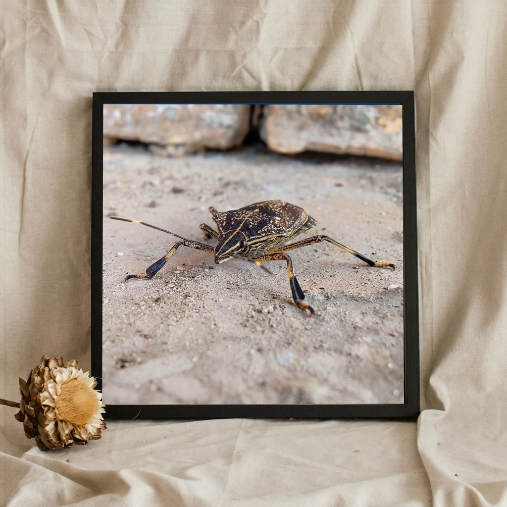 Shield Bug on Stone Macro