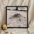 Shield Bug on Stone Macro
