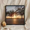 Sunrise Through Roadside Trees