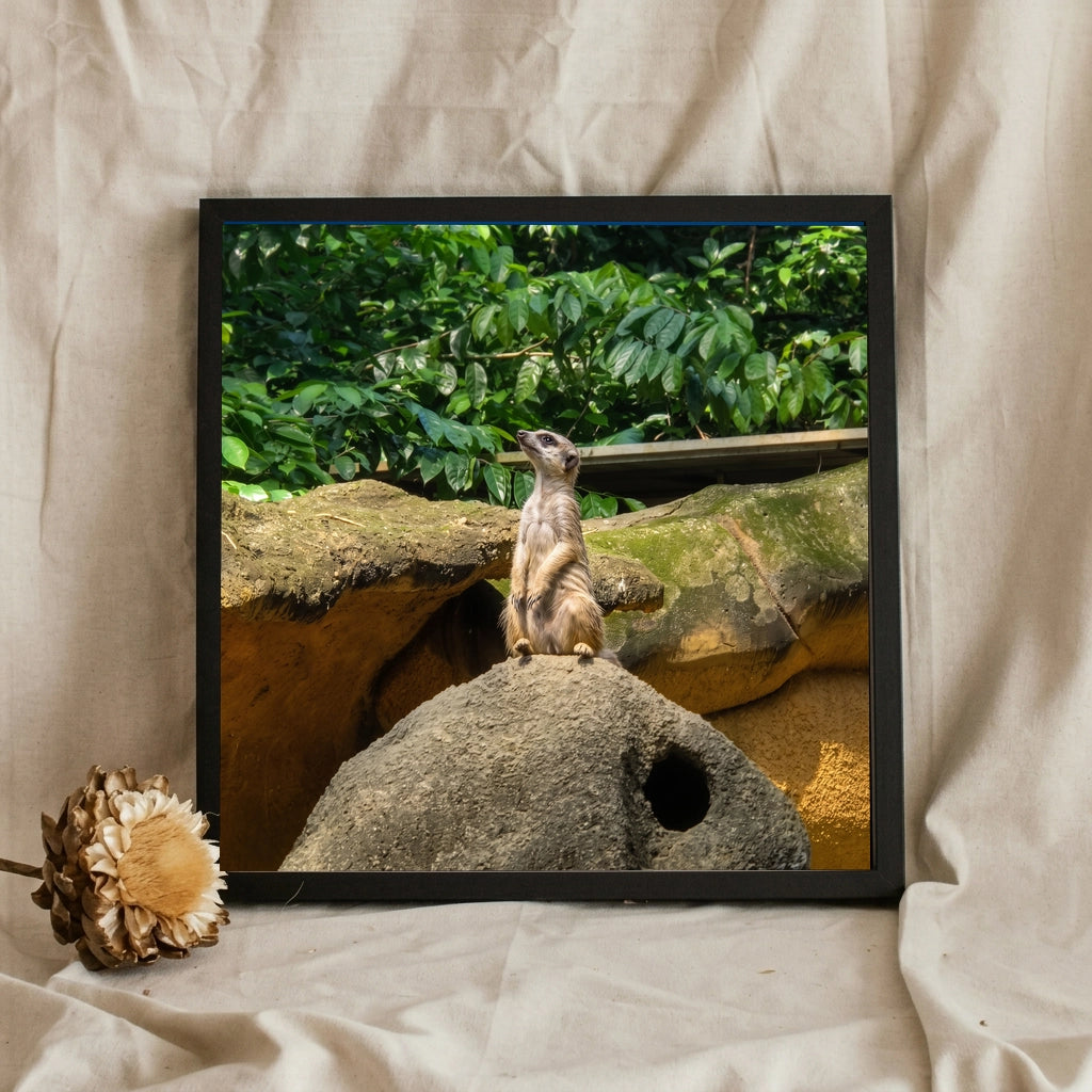 Meerkat Standing on a Rock