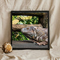 Green Iguana on Weathered Wood