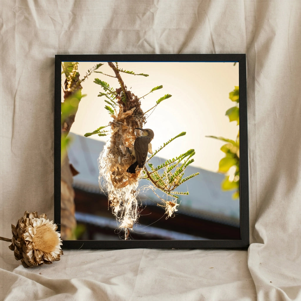 Bird at a Hanging Woven Nest