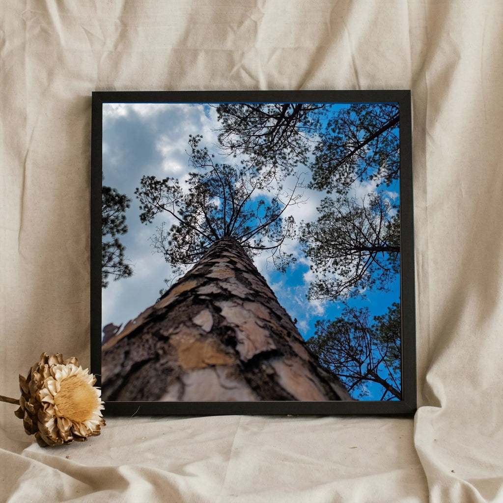 Looking Up a Pine Tree