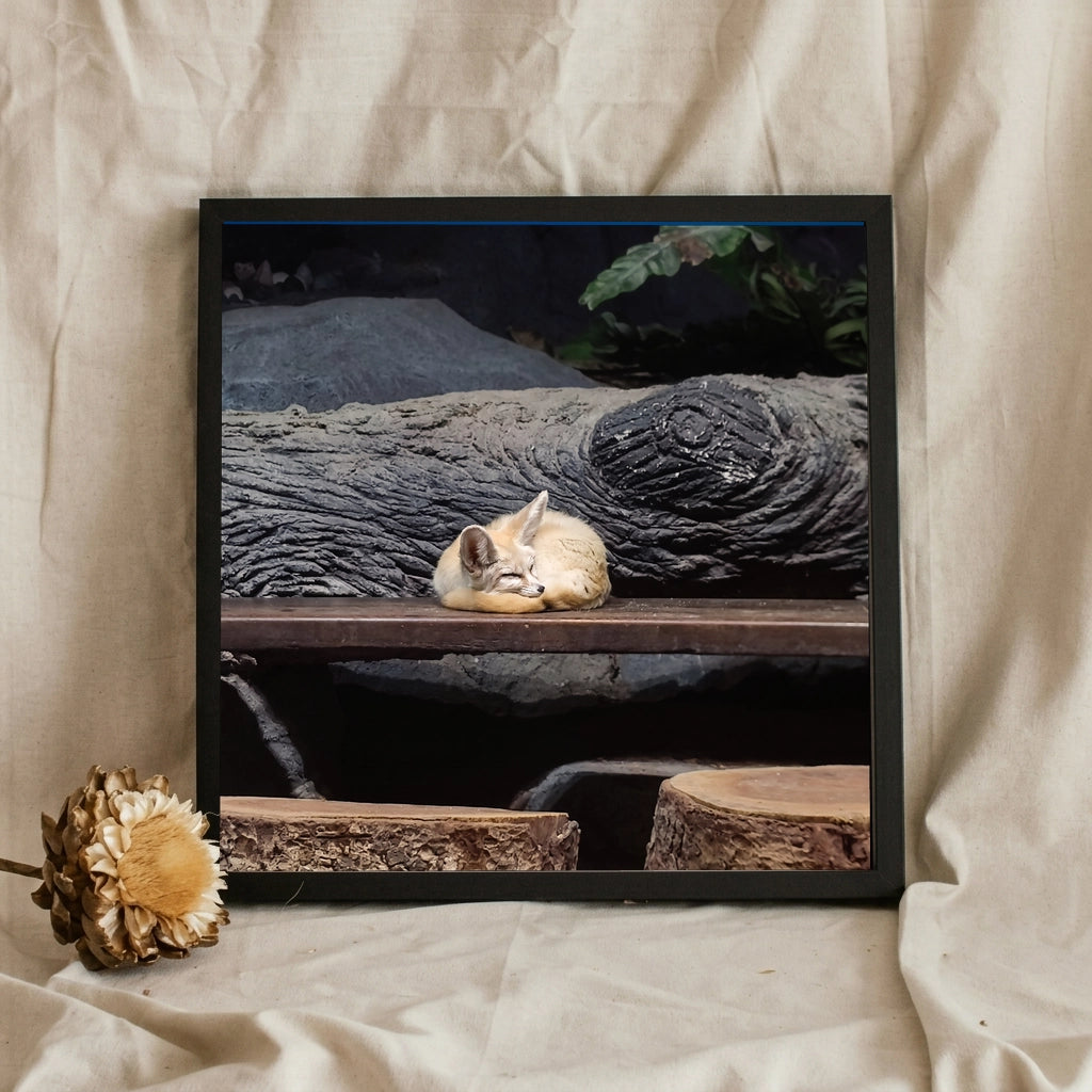 Sleeping Fennec Fox