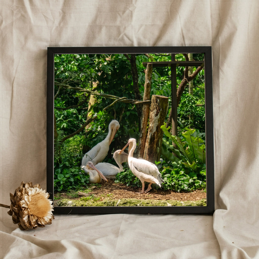 White Pelicans in Green Jungle