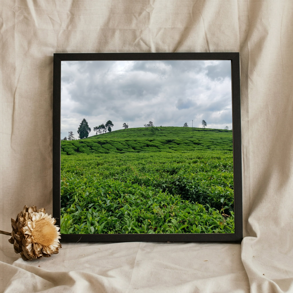 Green Tea Plantation Hills