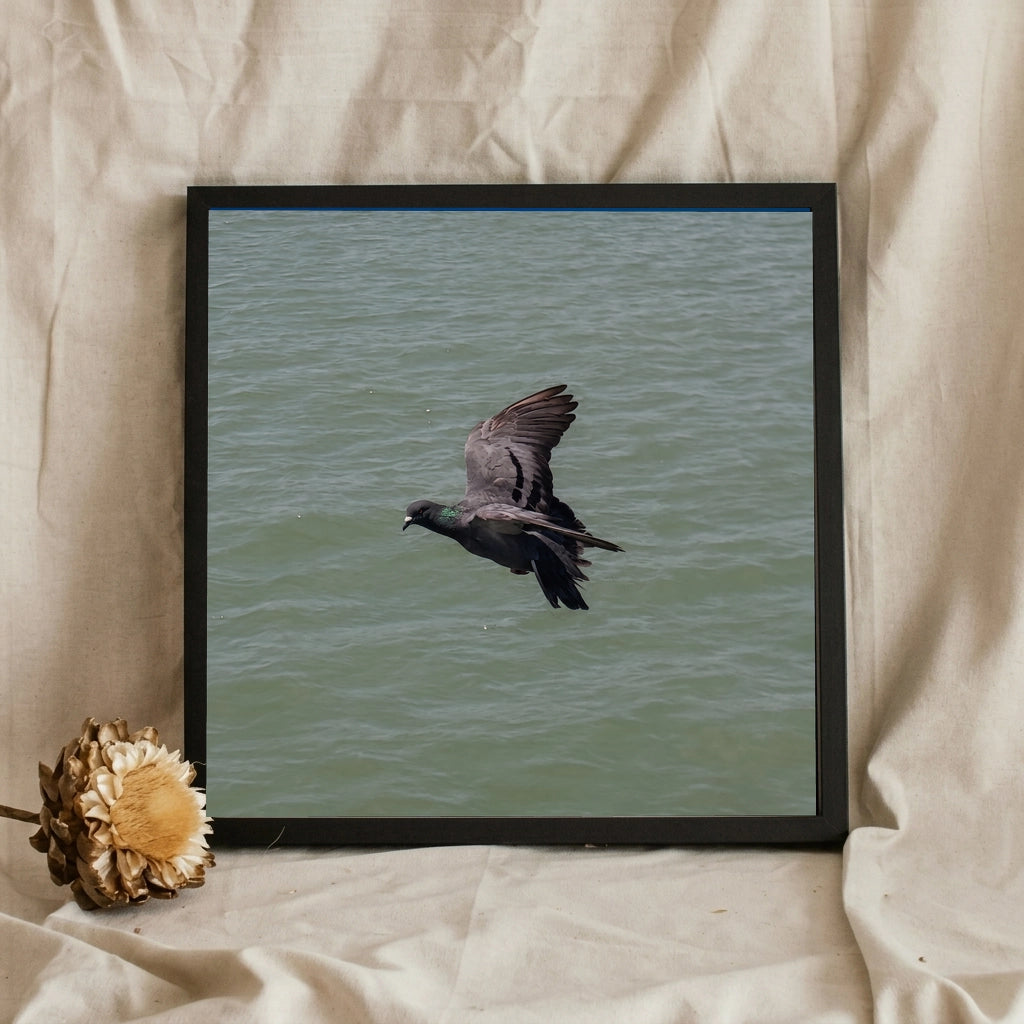 Pigeon in Flight Over Water