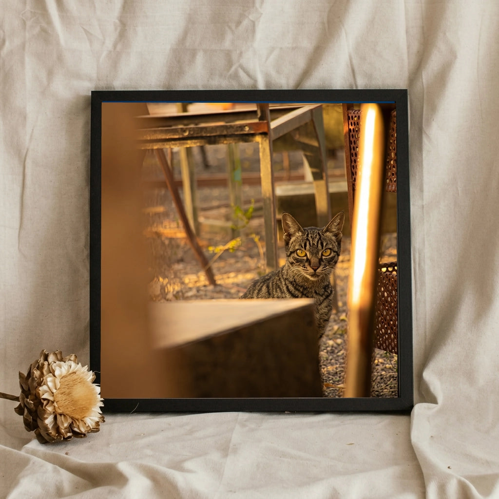 Tabby Cat in Golden Light