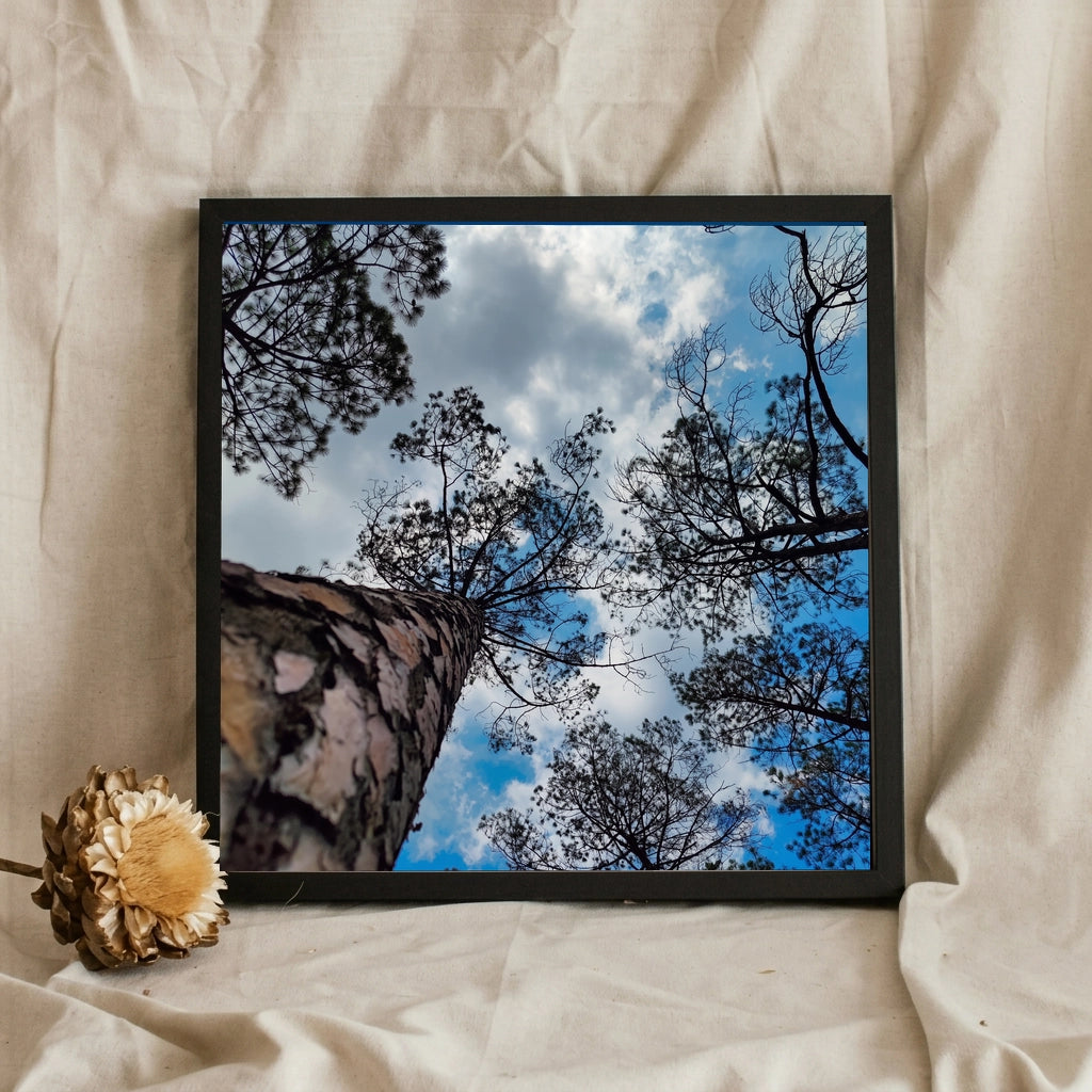 Pine Trunk Reaching Skyward