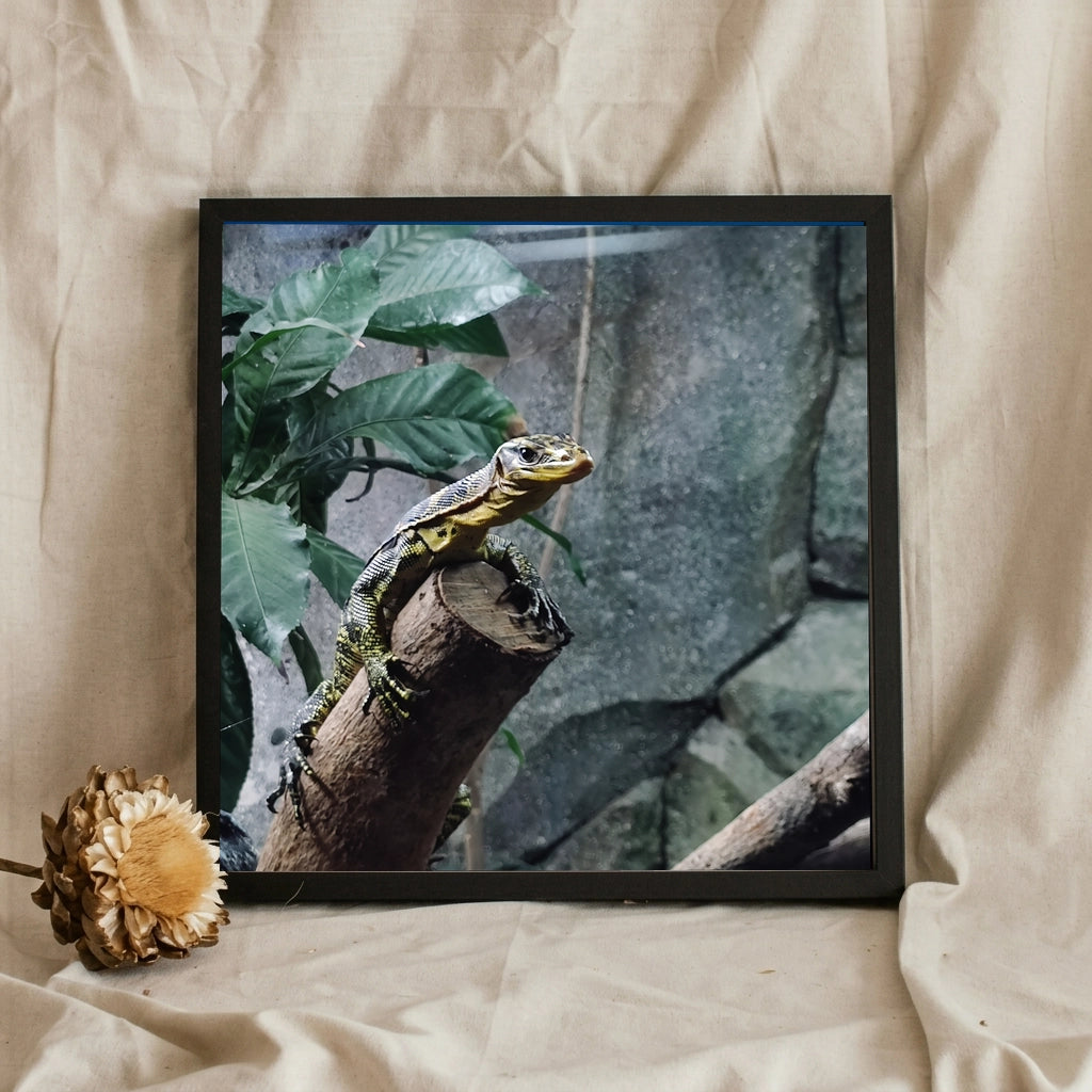 Monitor Lizard on a Branch
