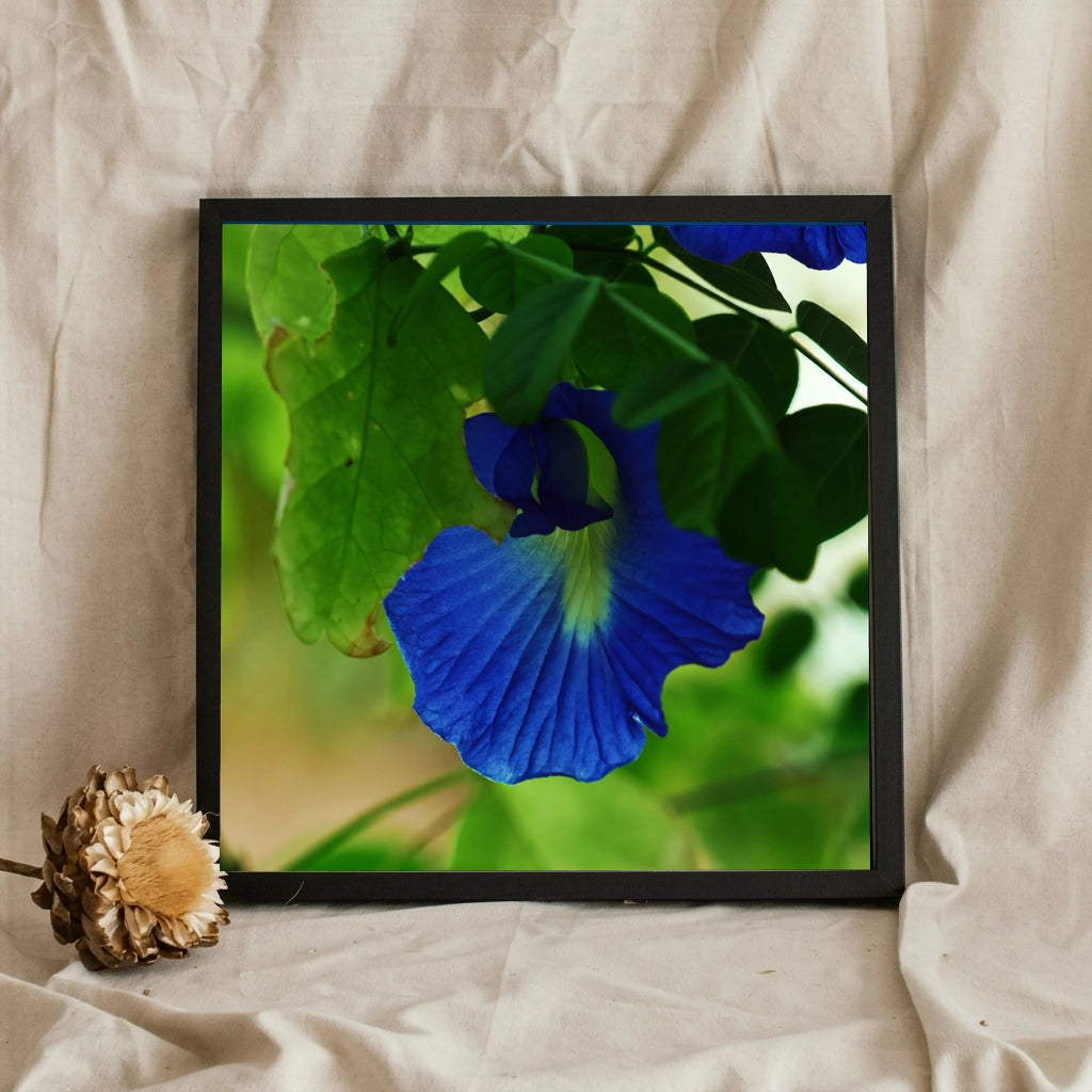 Blue Butterfly Pea Flower