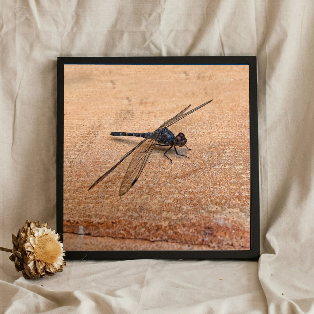 Dragonfly on Warm Stone