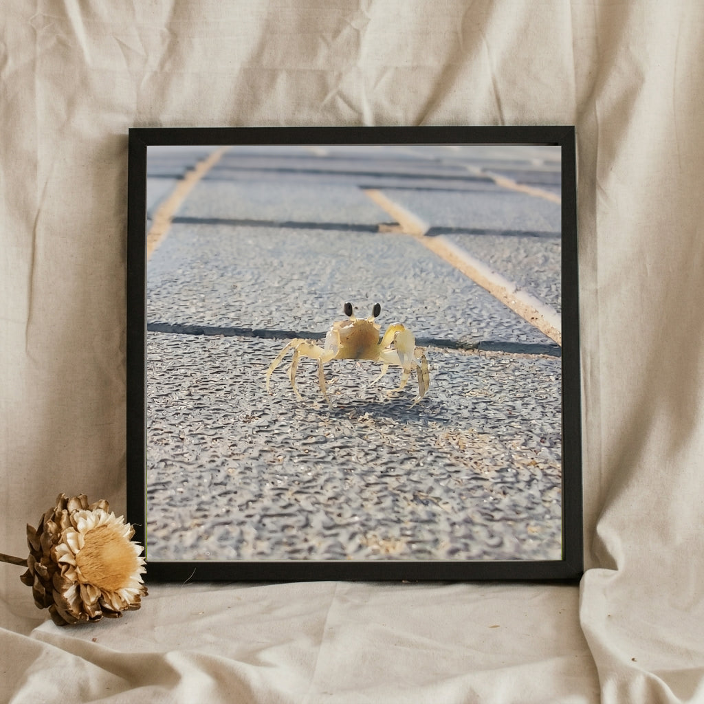 Ghost Crab on Stone Path