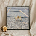 Ghost Crab on Stone Path