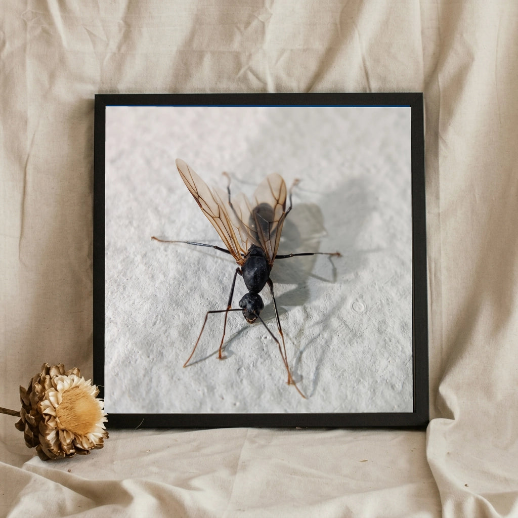 Winged Ant Macro