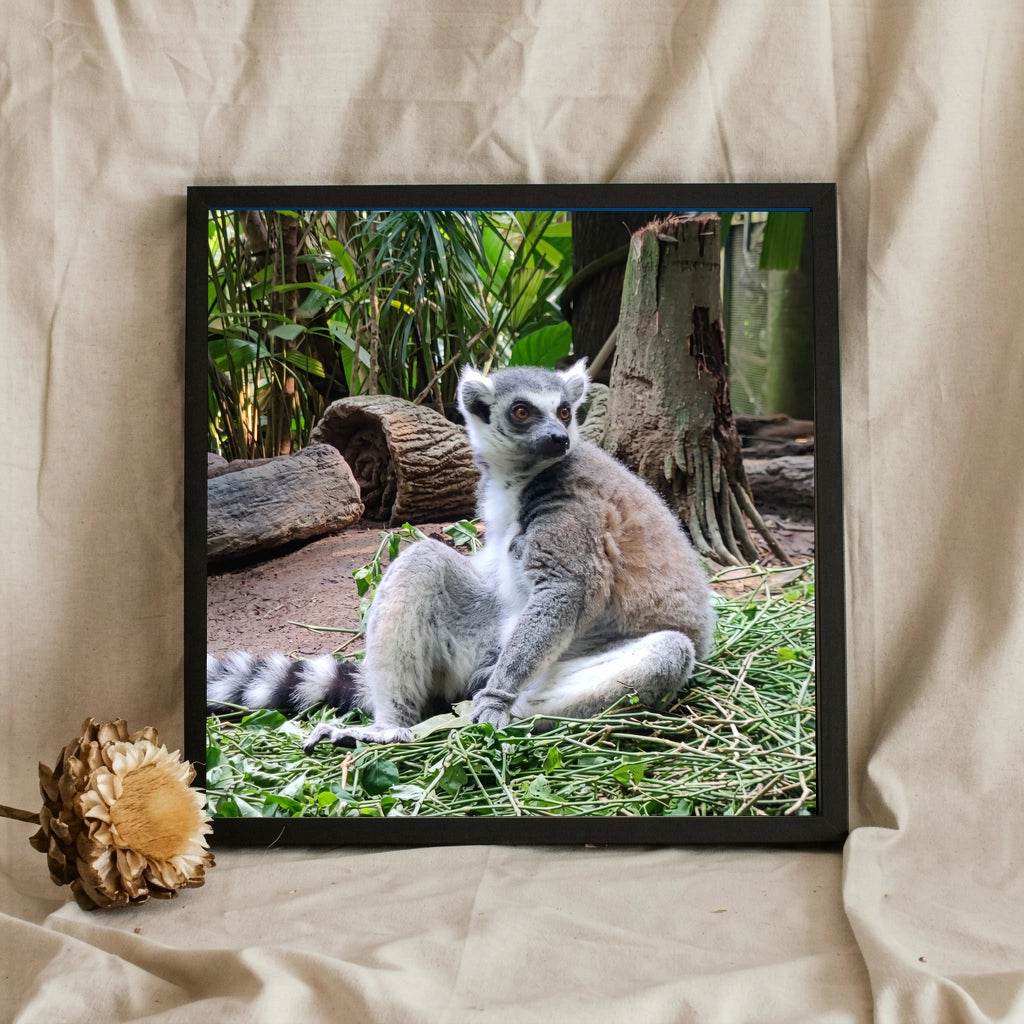 Ring Tailed Lemur Portrait