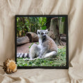 Ring Tailed Lemur Portrait
