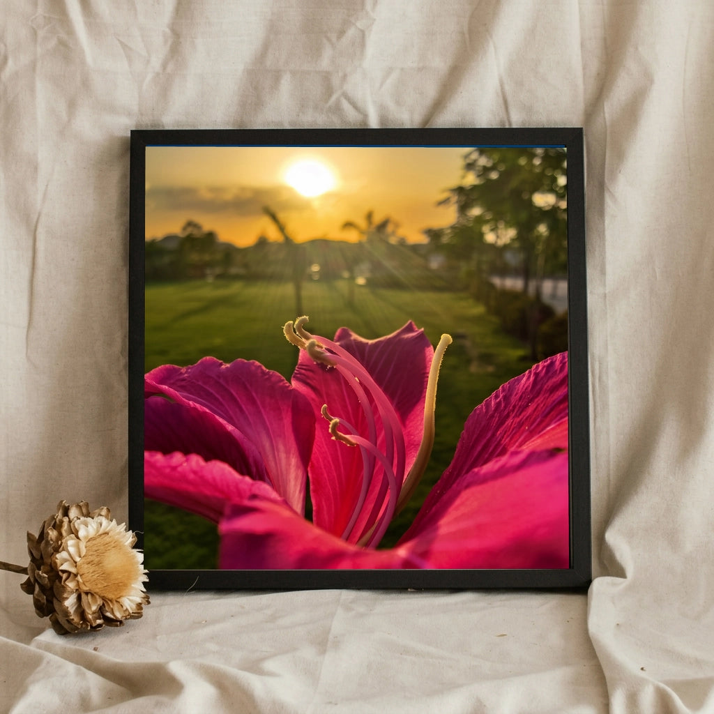 Pink Flower Against Sunset