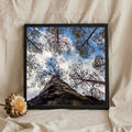 Pine Trees Looking Up to Blue Sky