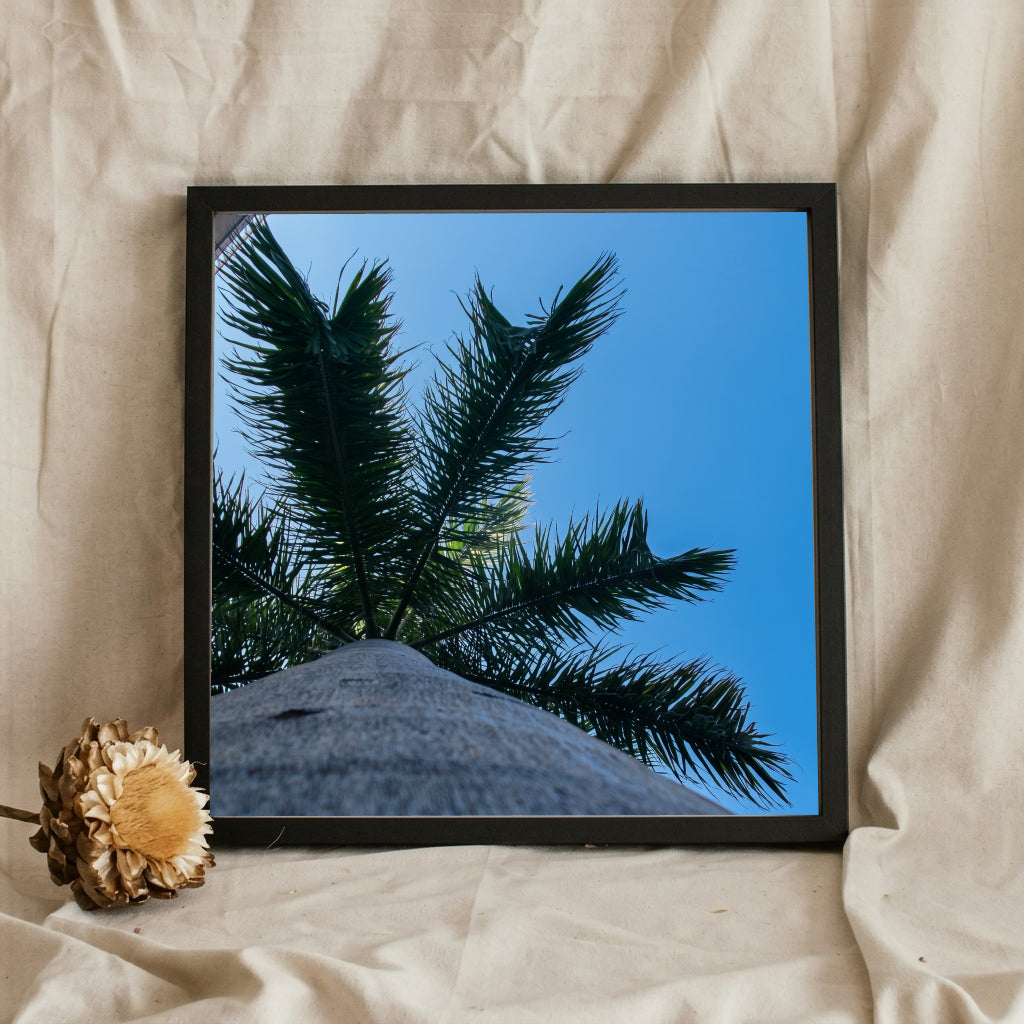 Palm Fronds Against Blue Sky