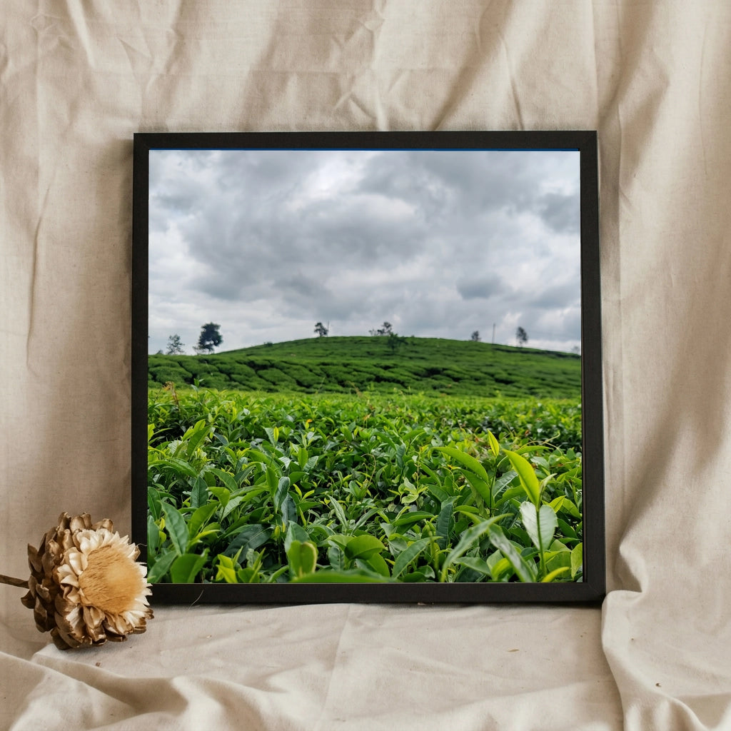 Rolling Tea Plantation Hills