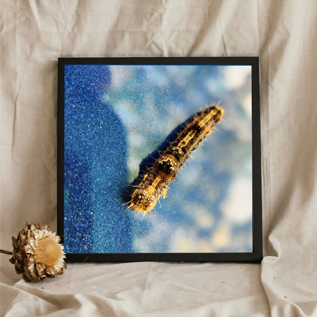 Caterpillar on Blue Macro