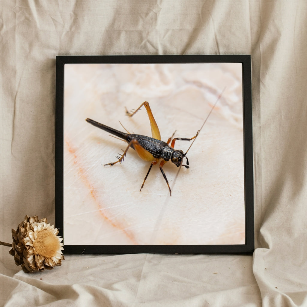 Cricket on Marble Macro