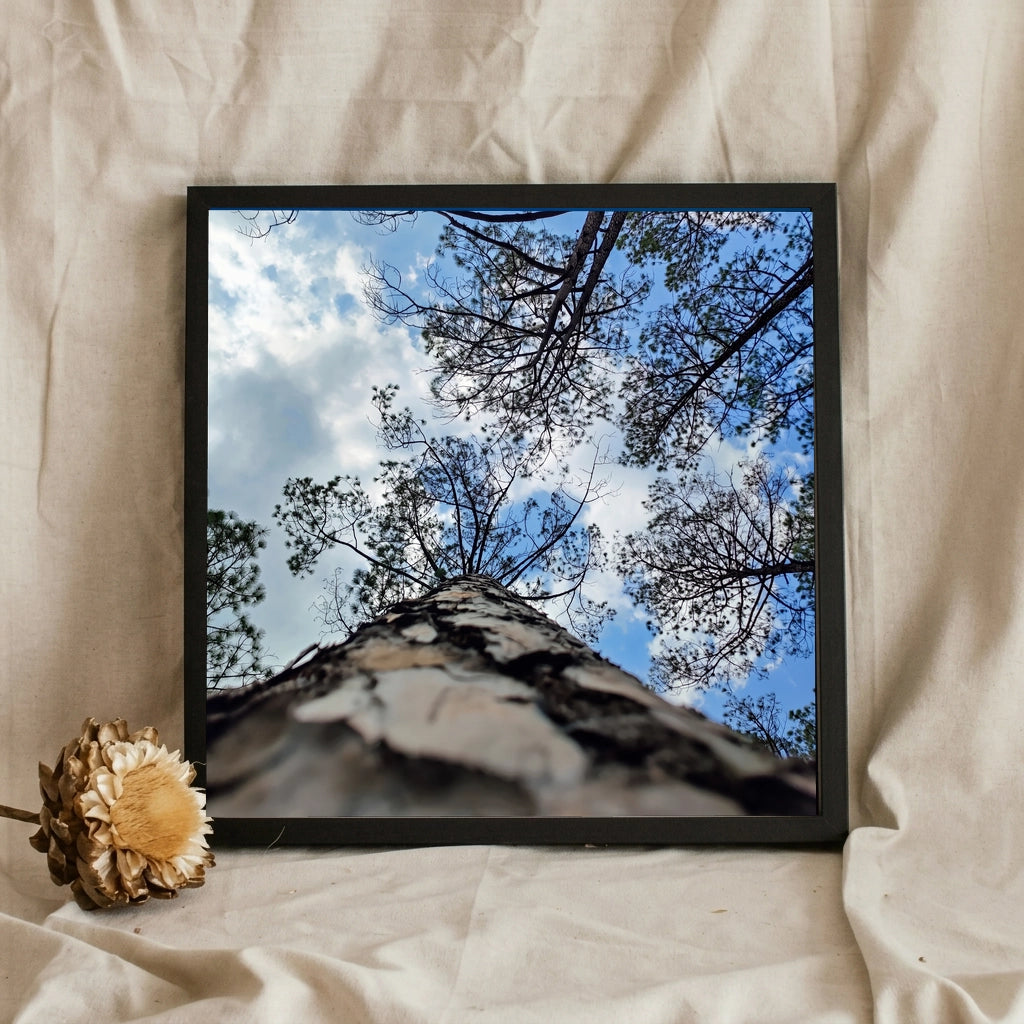 Pine Canopy Looking Up