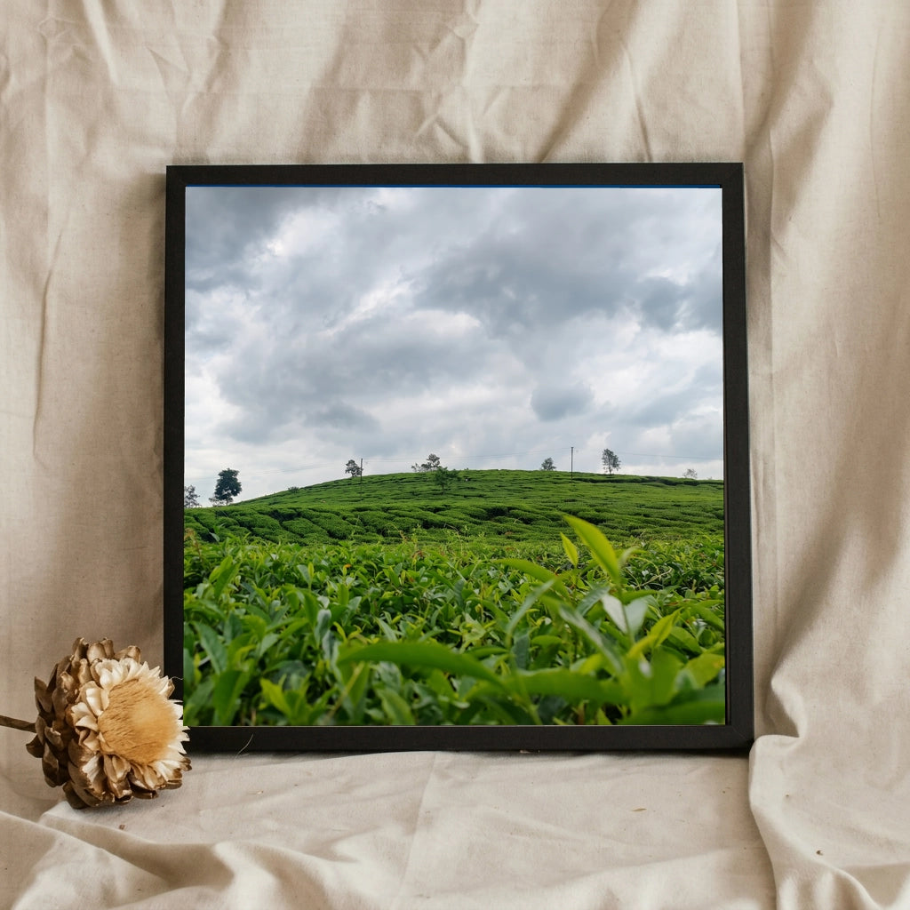 Tea Plantation Under a Cloudy Sky