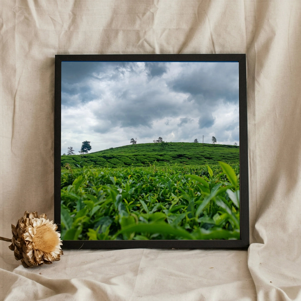 Tea Plantation Under a Storm Sky