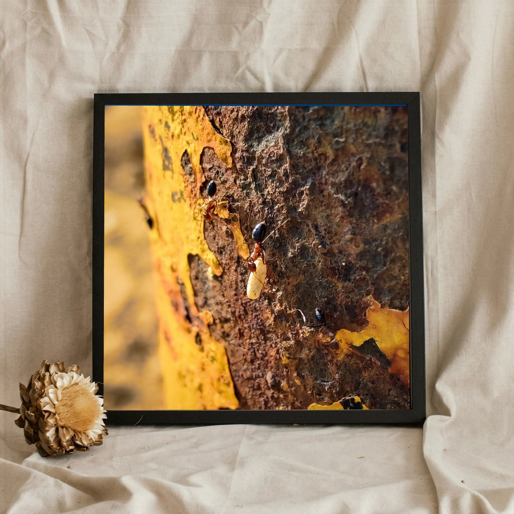 Ants on Rusted Yellow Metal