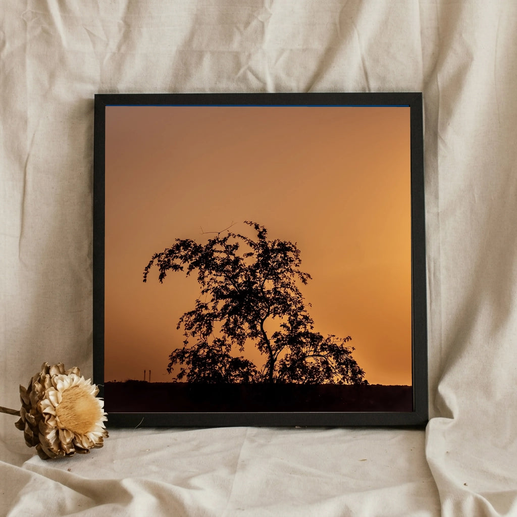 Tree Silhouette at Amber Sunset