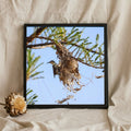 Sunbird at a Woven Nest