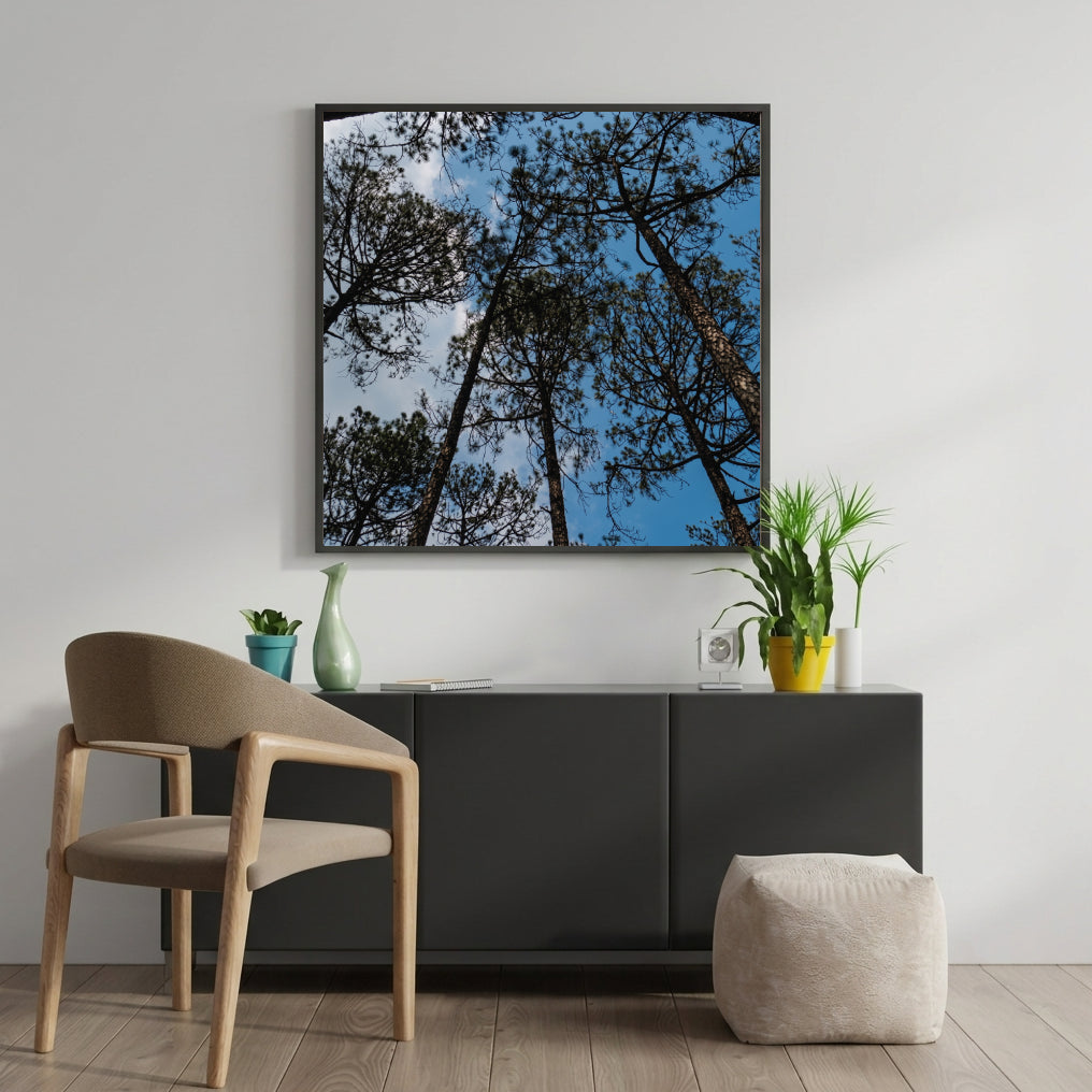 Pine Tree Canopy Blue Sky