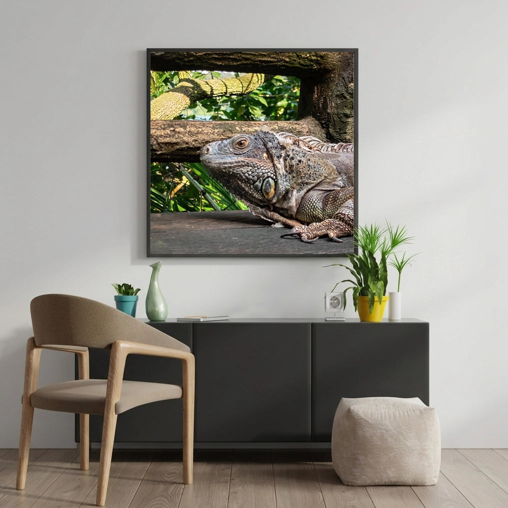 Green Iguana on Weathered Wood