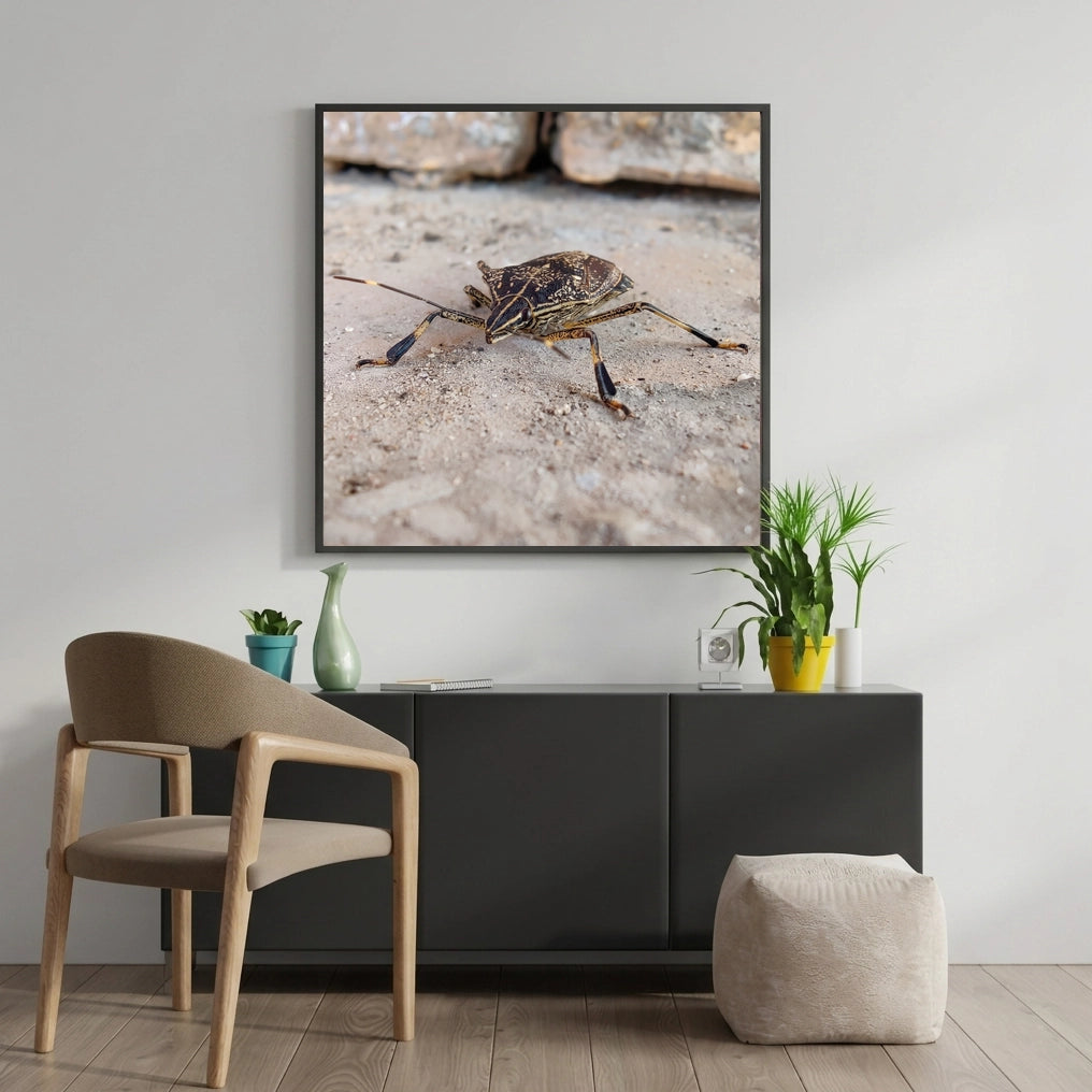 Shield Bug on Stone Macro