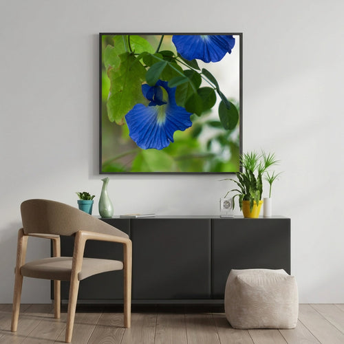 Blue Butterfly Pea Flowers