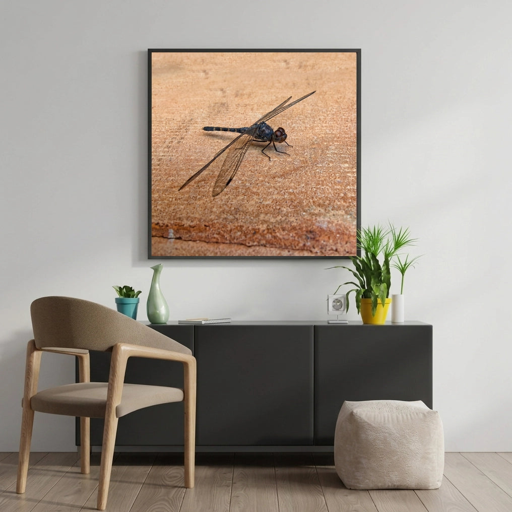 Dragonfly on Warm Stone