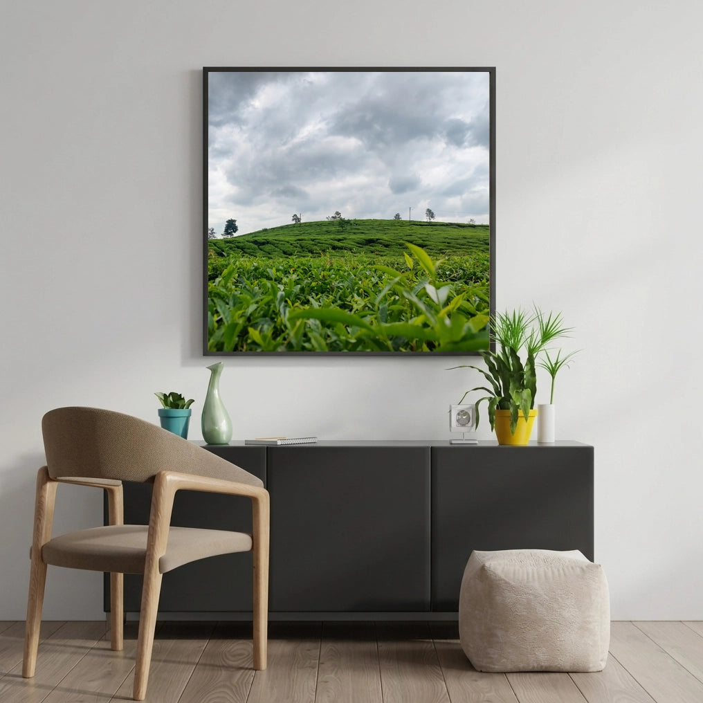 Tea Plantation Under a Cloudy Sky