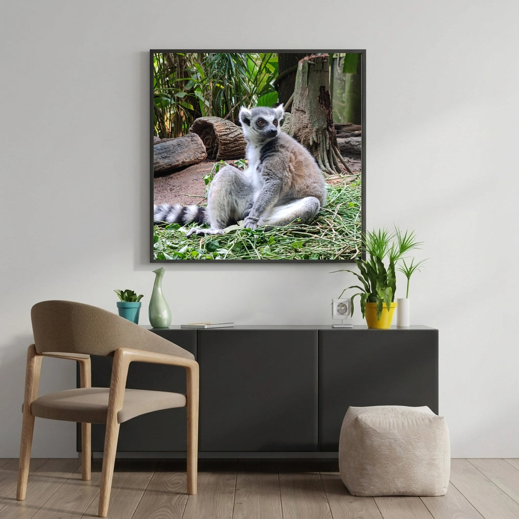Ring Tailed Lemur Portrait