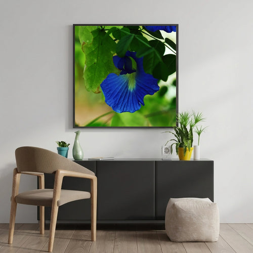 Blue Butterfly Pea Flower
