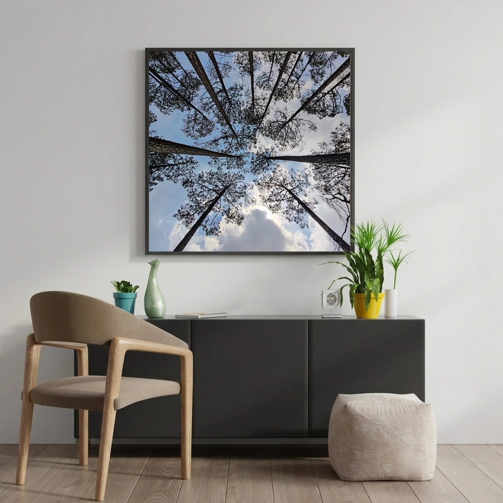 Pine Forest Canopy Overhead